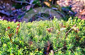 Fresh light green moss with a blurred background in the forest