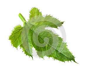 Fresh light green zucchini leaf isolated on white background
