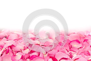 fresh light pink rose petal background with water rain drop