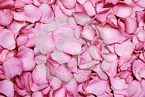 fresh light pink rose petal background with water rain drop