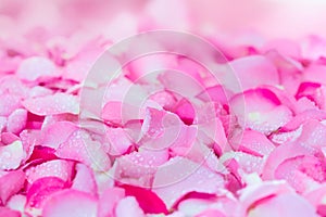 fresh light pink rose petal background with water rain drop