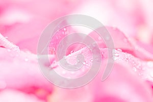 fresh light pink rose petal background with water rain drop