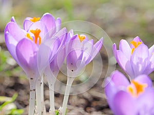 Fresh lilac spring blossoming crocus flowers in Alpine glade