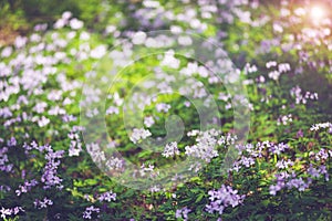 Fresh lilac wildflowers among lush green grass