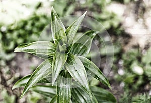 Fresh lily bush with long leaves, toned photo close up against the background of the earth
