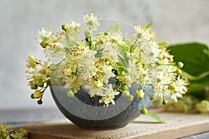 Fresh lime tree or Tilia cordata flowers on a table in spring