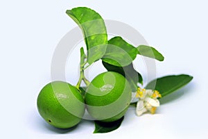 Fresh Lime on white background.