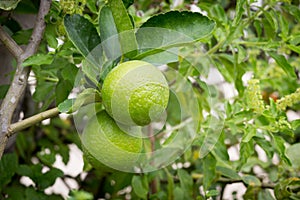 Fresh limes on lime tree