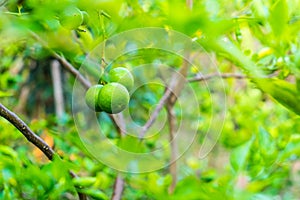 Fresh limes on tree background