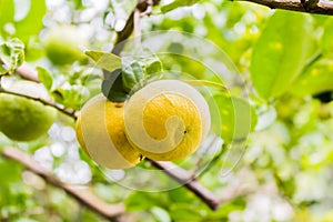 Fresh limes on tree