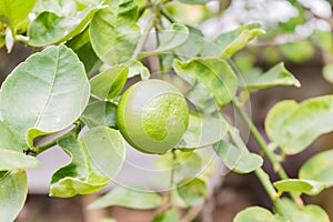 Fresh limes on tree