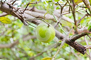 Fresh limes on tree