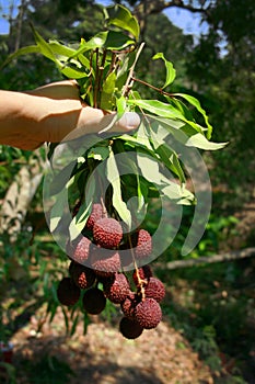 Fresh linchi fruite from tree in harvest season