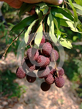 Fresh linchi fruite from tree in harvest season