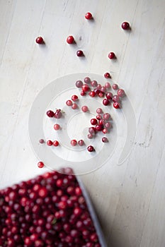 Fresh Lingonberries