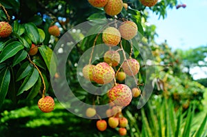 Fresh litchi