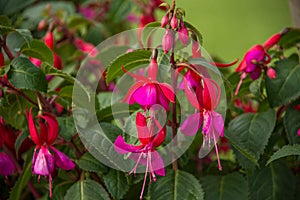 Fucsia pink flowers photo