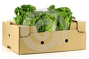 Fresh little gem lettuce in a cardboard box