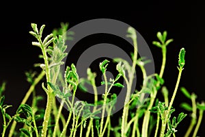 Fresh little green spouts of lentils