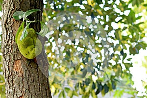 Fresh little jackfruit hanging on the tree. Unripe Jackfruit