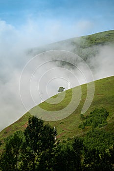 Fresh little tree on the hill in the morning