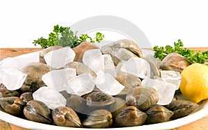Fresh littleneck clams