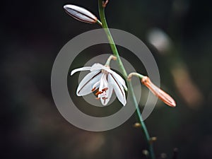 Fresh live asphodelus fistulosus hollow-stemmed asphodel photo