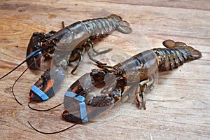 Fresh live canadian lobsters