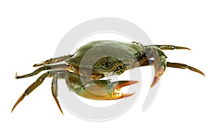 Fresh Live Crab isolated on white background