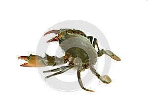 Fresh Live Crab isolated on white background