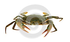 Fresh Live Crab isolated on white background