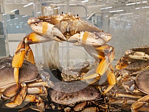 Fresh live crab in water tank at fish market acting like he/she wants to live at the expense of others