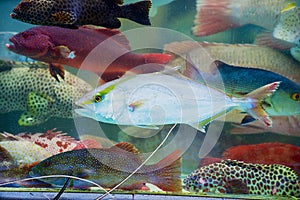 Fresh live fish catch of the day behind the wet stall glass at the seafood market in Hong Kong, China.