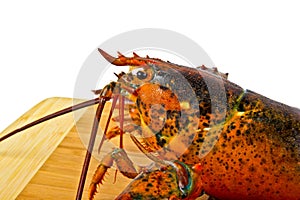 Fresh Live Lobster