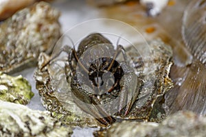 Fresh, live lobster on the counter of ice