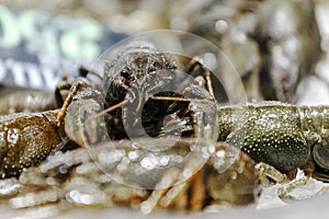 Fresh, live lobster on the counter of ice