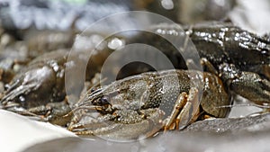 Fresh, live lobster on the counter of ice