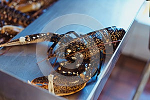 Fresh live lobster on a fishmonger stall in seafood store. Selective focus. Copy space.