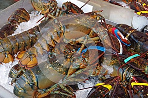 Fresh live lobsters on ice