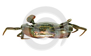 Fresh Live Male Crabs isolated on white background