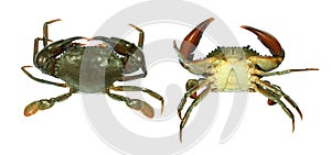 Fresh Live Male Crabs isolated on white background