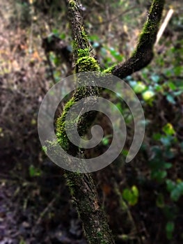 Fresh live moss growing on a tree