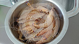 Fresh Live Prawns