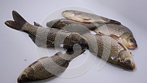 Fresh Live River Fish Crucian Carp Lies in Sink. Zoom