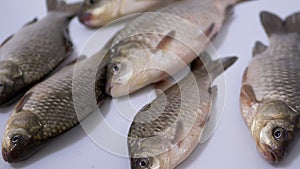 Fresh Live River Fish Crucian Carp Lies in Sink. Zoom