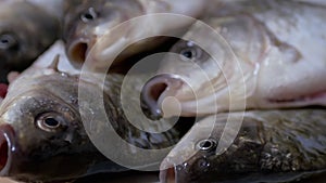 Fresh Live River Fish Crucian Carp Lies in Sink. Zoom