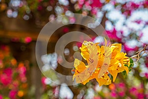 Fresh lively bright beautiful yellow orange Bougainvillea flower blooming foreground with blurred bokeh summer background