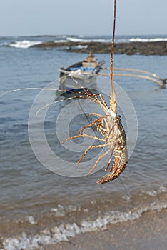 Fresh Lobster Catch, Diveagar, Raigad, Maharashtra, India photo