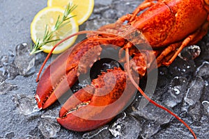 Fresh lobster food on a black plate background - red lobster dinner seafood with herb spices lemon rosemary served table and ice