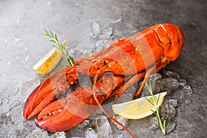 Fresh lobster food on a black plate background / red lobster dinner seafood with herb spices lemon rosemary served table and ice